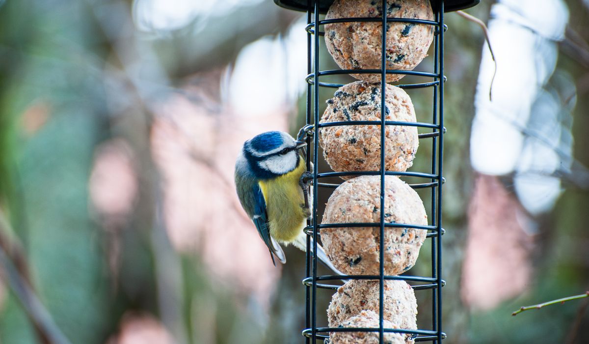 A Beginner's Guide to Binoculars for British Birdwatching