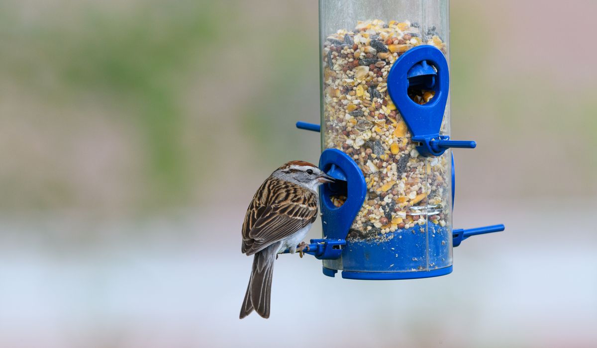 How to Choose the Best Bird Seed for Garden Visitors