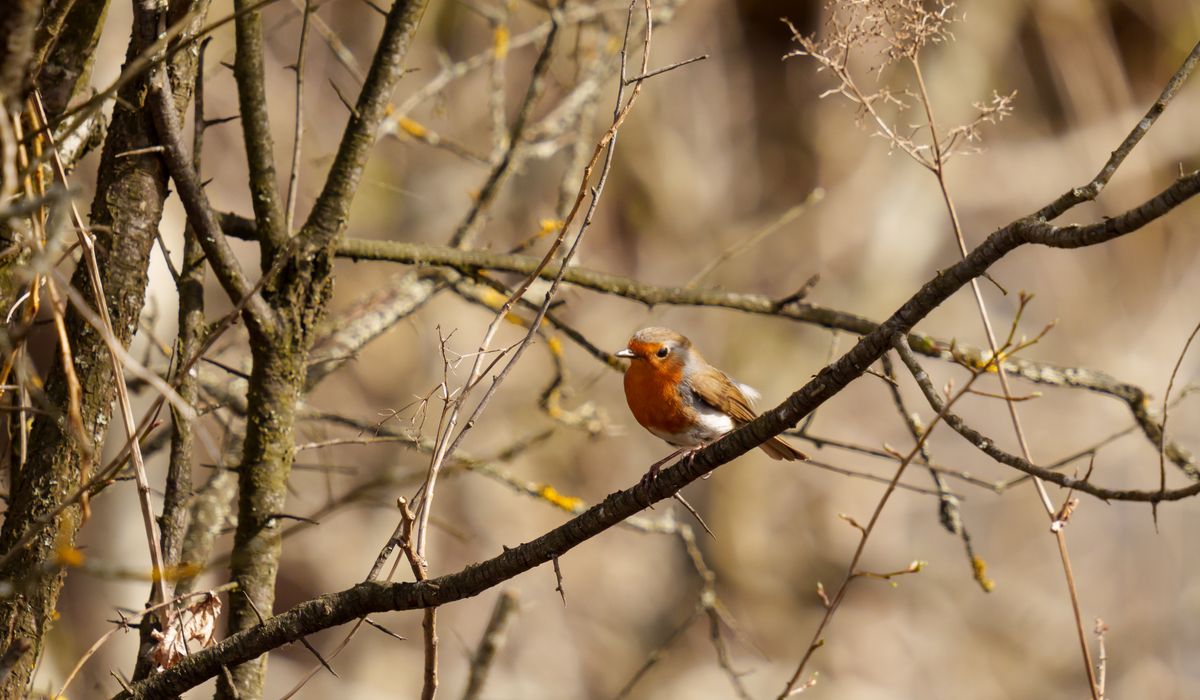 How to Clean and Maintain Garden Bird Feeders Safely