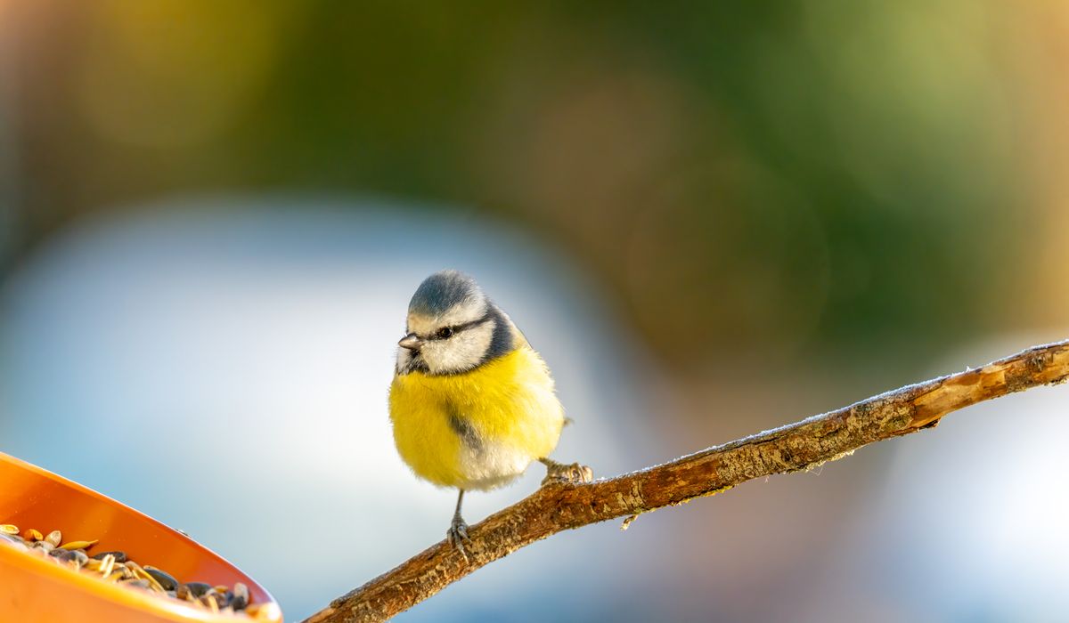 How to Photograph Coastal Birds Without Disturbing Nests