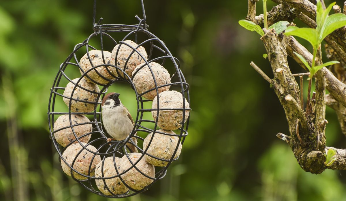 Identifying Common British Garden Birds by Song and Plumage