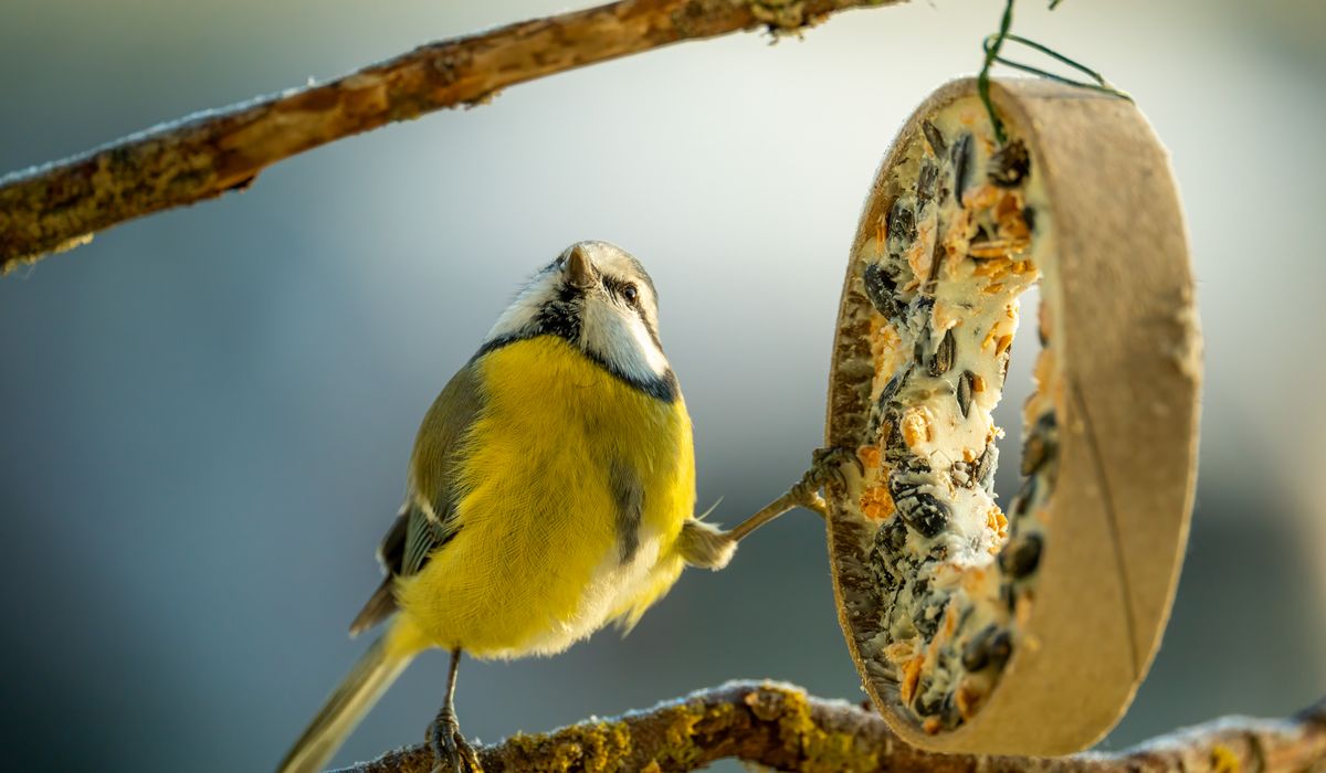 Keeping Chickens as Part of a Wildlife-Friendly Garden