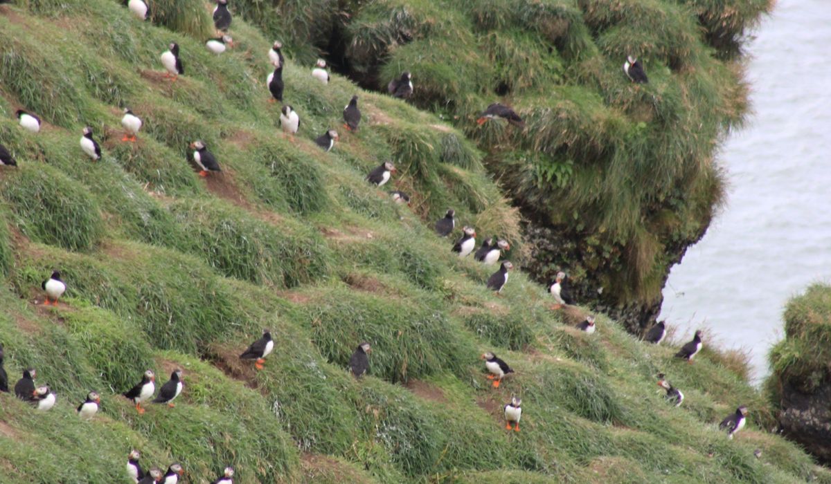 Planning a Coastal Birdwatching Trip Around UK Islands