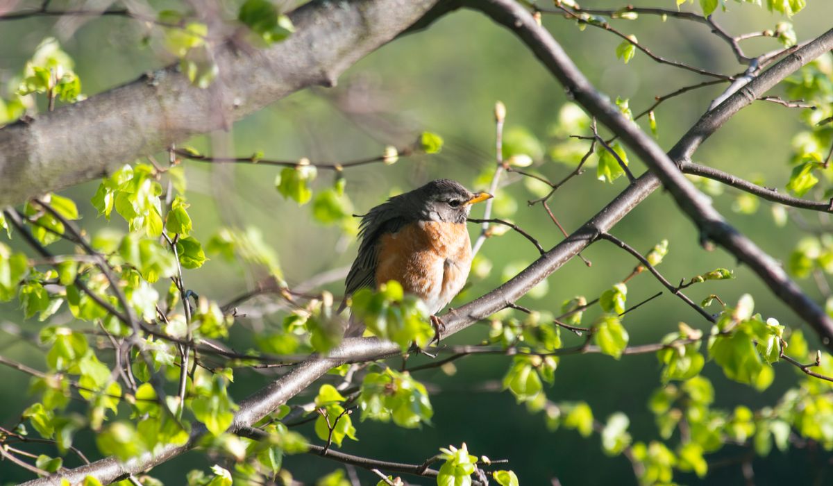 Recognising Winter Visitors Like Redwings and Fieldfares