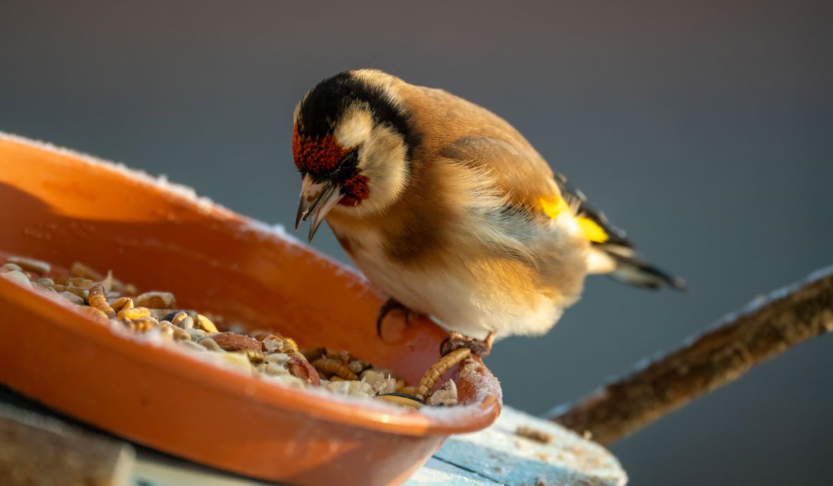 Setting Up a Bird Feeder to Deter Squirrels and Rats
