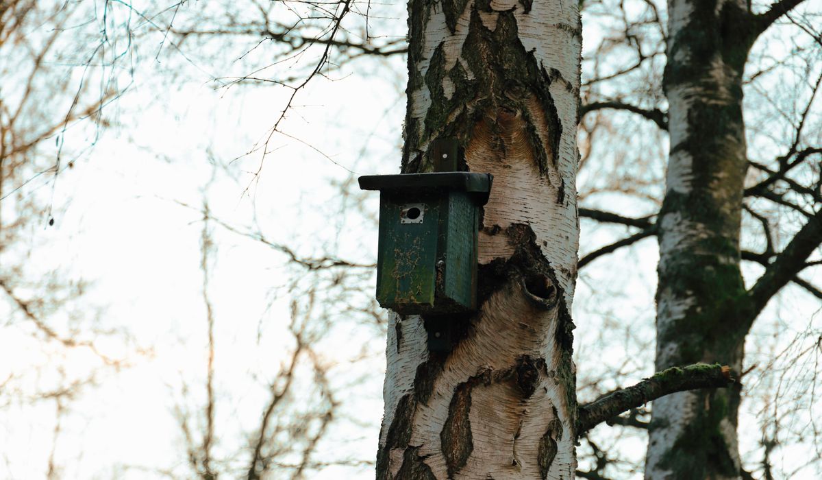 Simple Ways to Make Windows Safer for Garden Birds