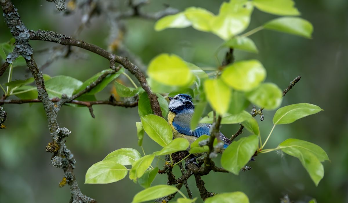 Understanding Moulting Patterns in British Garden Birds