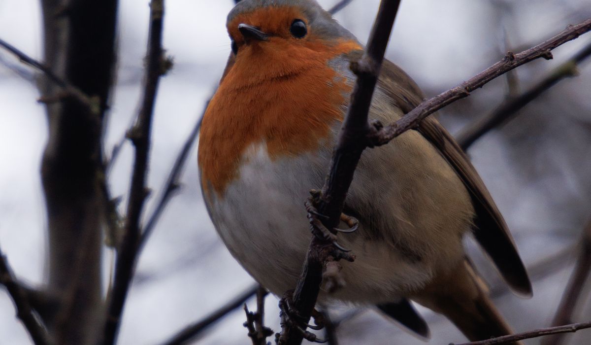 Understanding Nesting Habits of Blue Tits and Great Tits