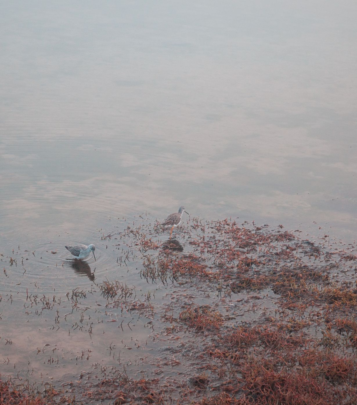 Roost Isle