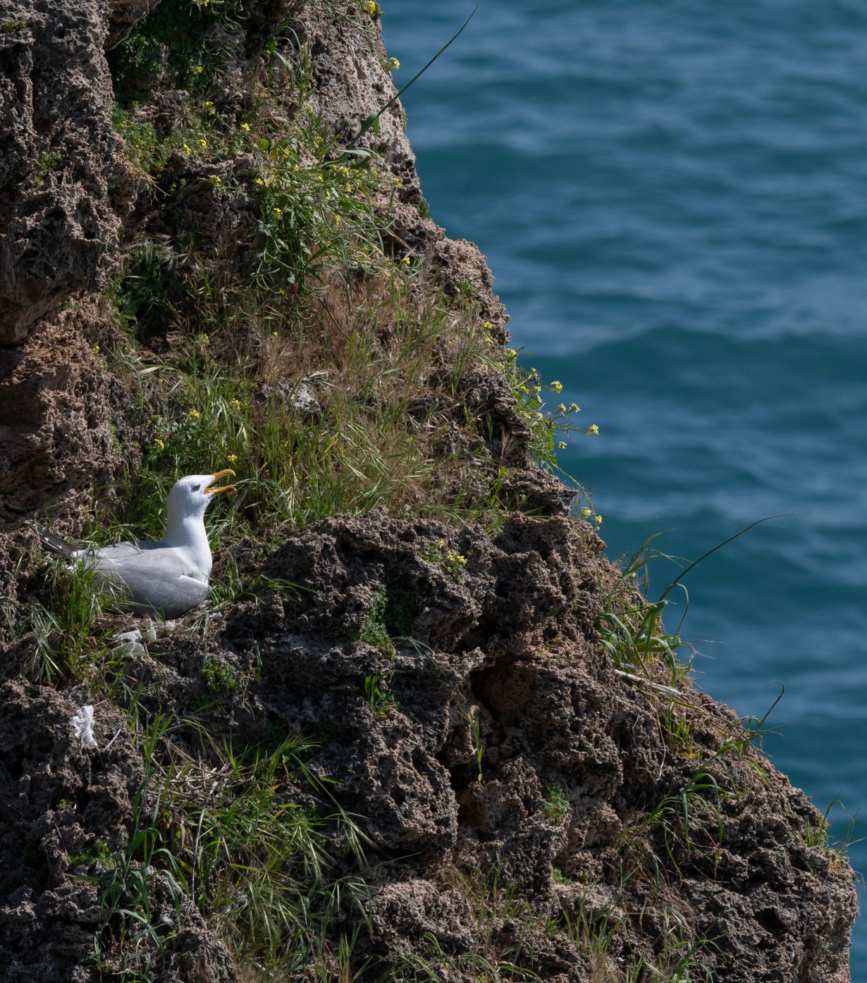 Roost Isle