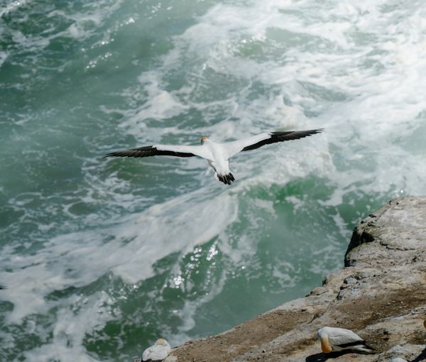 Roost Isle