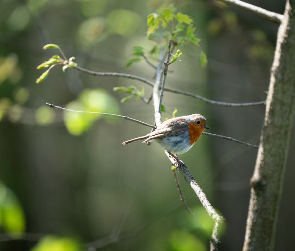 Roost Isle
